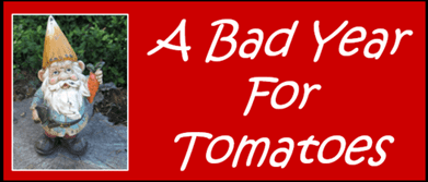 A Bad Year For Tomatoes text with a garden gnome holding a carrot